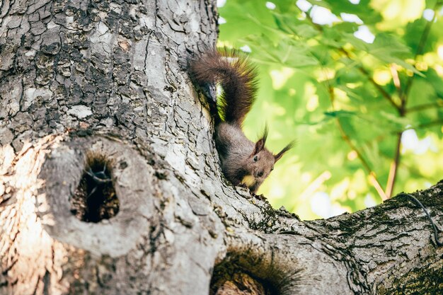 Lo scoiattolo grigio che guarda giù da un albero