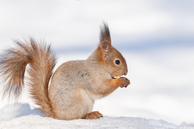 Lo scoiattolo in inverno si siede su un tronco d'albero con la neve Scoiattolo rosso eurasiatico Sciurus vulgaris seduto sul ramo coperto di neve in inverno