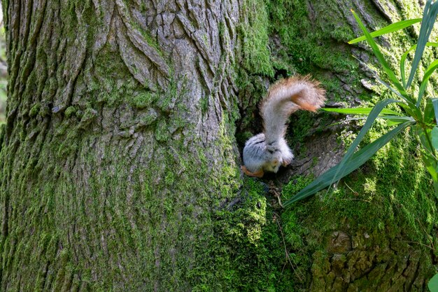 Lo scoiattolo in primo piano su un tronco d'albero si arrampica nella sua cavità solo una coda soffice è visibile