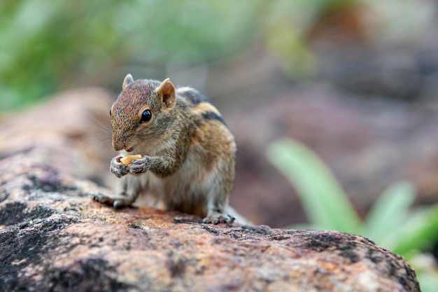 Lo scoiattolo indiano delle palme è una specie di roditore della famiglia Sciuridae