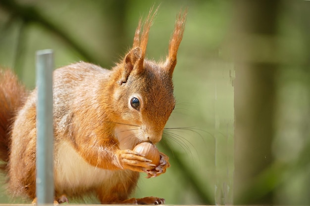 Lo scoiattolo mangia una nocciola con lo spazio di copia