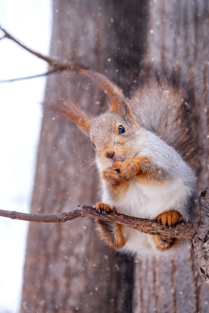 Lo scoiattolo mangia una nocciola nel parco dell'inverno