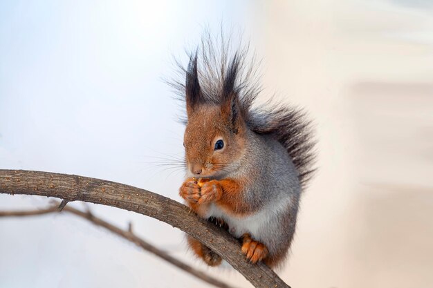 Lo scoiattolo rosicchia le noci su un albero