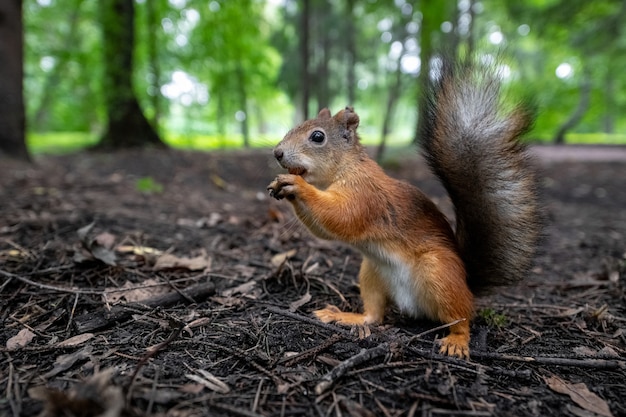 Lo scoiattolo rosso cerca un posto dove nascondere la sua noce nel bosco