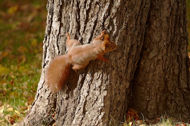 Lo scoiattolo rosso nel parco sta cacciando sulle noci