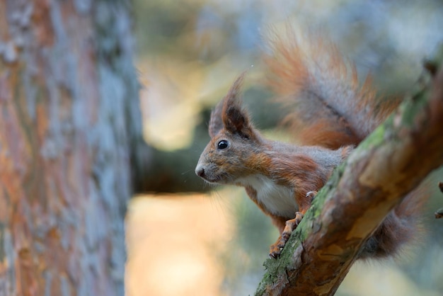 Lo scoiattolo rosso nella foresta