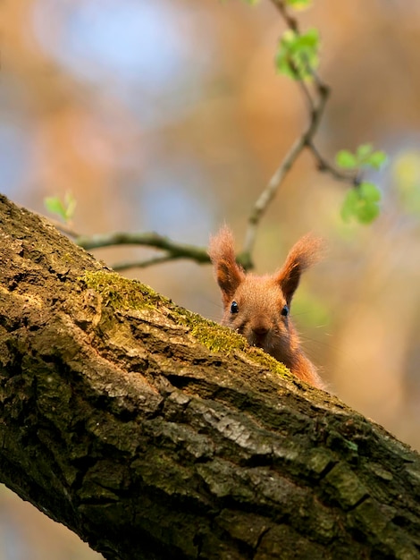 Lo scoiattolo rosso nella foresta