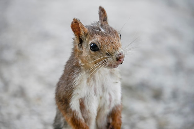 Lo scoiattolo rosso o comune è una specie di roditore sciuromorfo della famiglia Sciuridae.