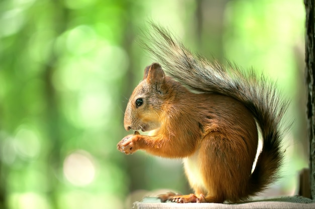 Lo scoiattolo rosso si siede nel bosco verde. levarsi