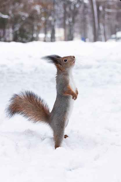 Lo scoiattolo rosso si siede sulla neve e tiene un dado stock photo Lo scoiattolo si siede nella foresta o nel parco d'inverno