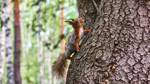 Lo scoiattolo si siede su un albero. Foresta d'estate. Tomsk. Russia.