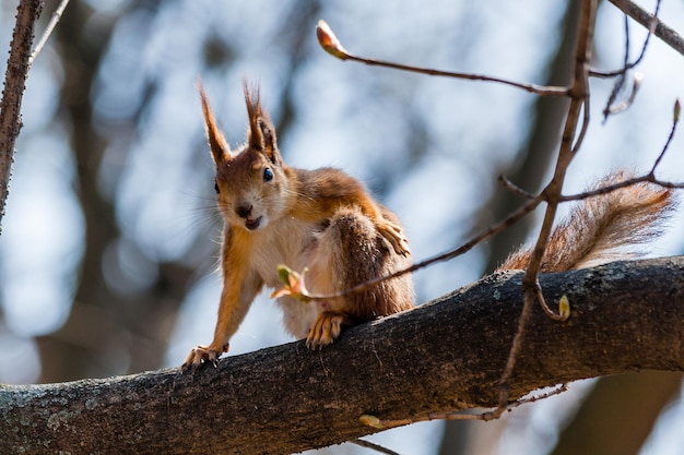 Lo scoiattolo si siede su un albero