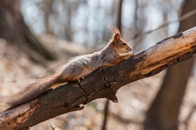 Lo scoiattolo si siede su un albero