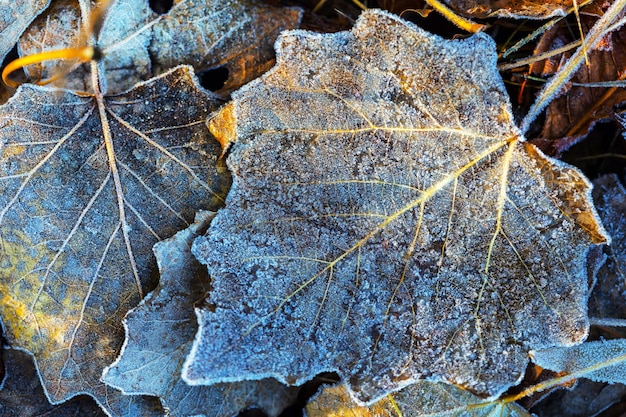 Lo sfondo autunnale