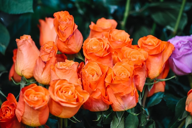 Lo sfondo dei fiori colorati. mazzo di rose