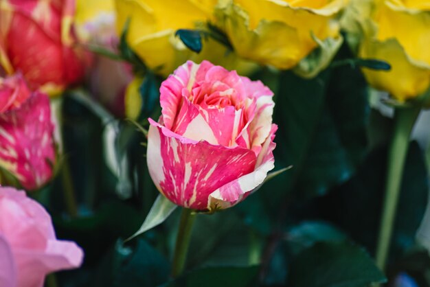 Lo sfondo dei fiori colorati