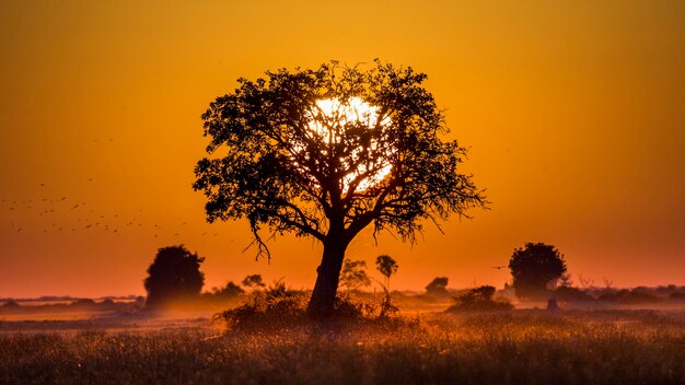 Lo sfondo del tramonto nella savana