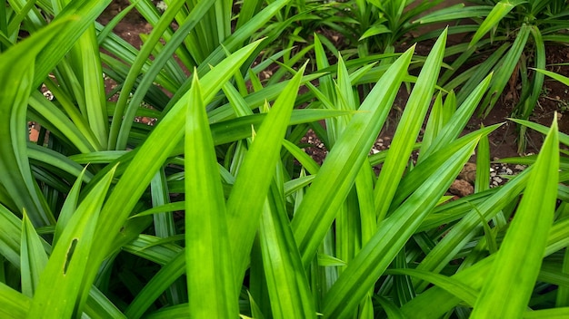 Lo sfondo della pianta a foglia di Pandan ha un buon odore e può essere usato come colorante alimentare naturale 07