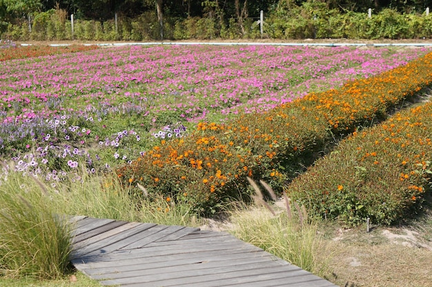 Lo sfondo della piantagione di fiori per i turisti da visitare e scattare foto