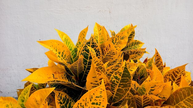 Lo sfondo delle foglie di croton è giallo Bellissimo sfondo naturale con pianta di croton