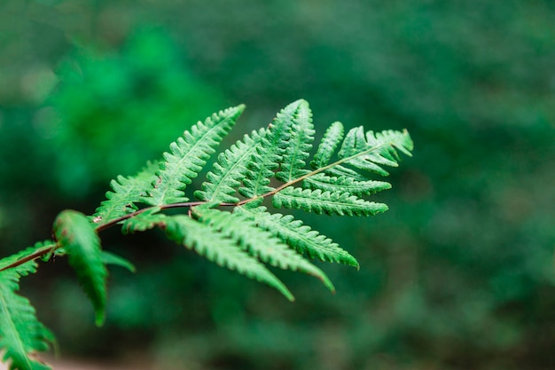 Lo sfondo di foglie di felce nella foresta