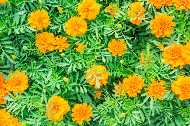 Lo sfondo dorato del fiore di calendula