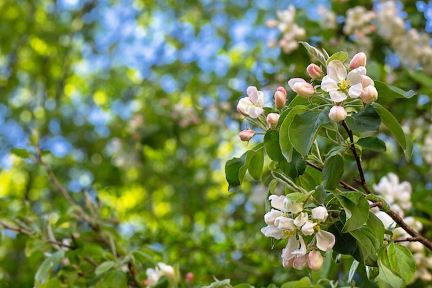 Lo sfondo floreale è un ramo di melo con fiori rosa e uno spazio per la copia