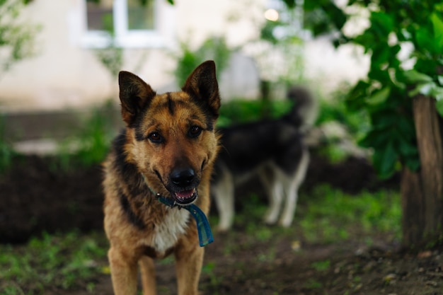 Lo sguardo attento di un cane molto lungo