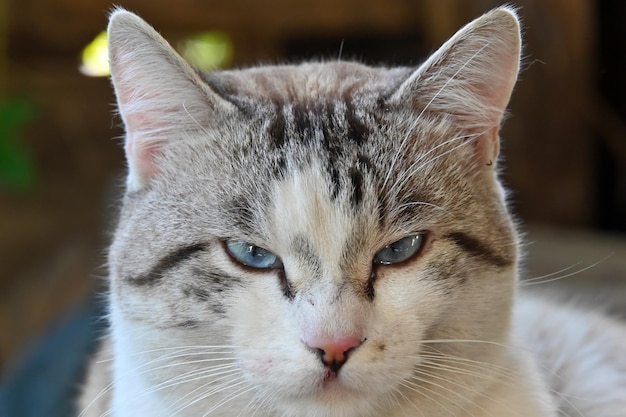 Lo sguardo scontento di Cat al fotografo