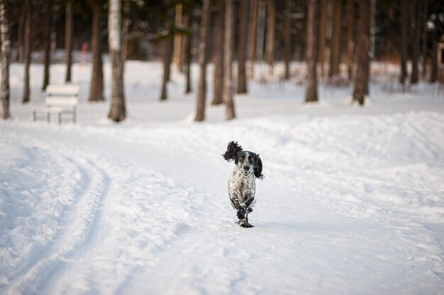 Lo spaniel di cane divertente corre lungo una strada forestale innevata