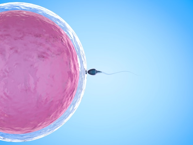 Lo sperma di rendering 3D fertilizza con l'ovulo