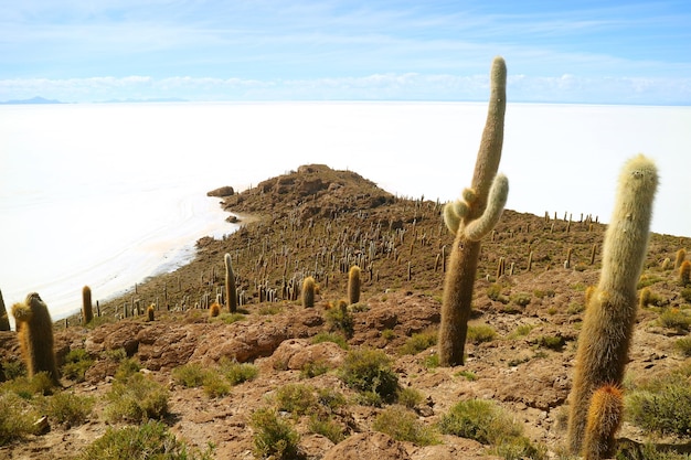 Lo sperone roccioso Isla Incahuasi pieno di Trichocereus Cactus nelle saline di Uyuni in Bolivia