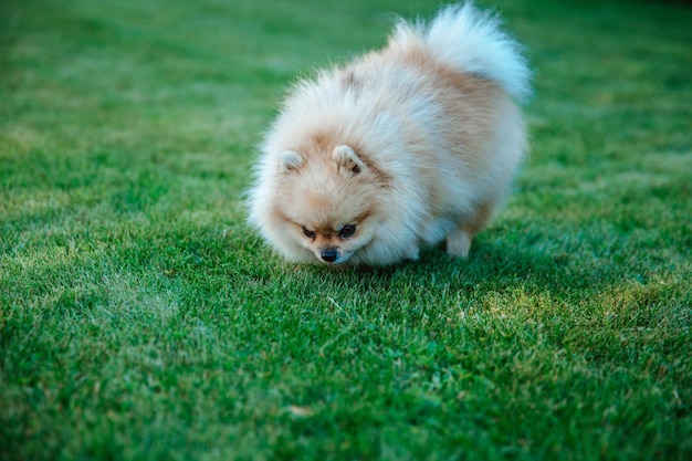 Lo Spitz di Pomerania annusa il primo piano dell'erba