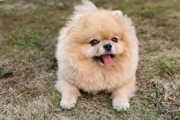 Lo Spitz di Pomerania giace sull'erba