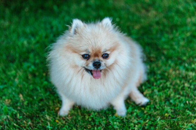 Lo Spitz di Pomerania si siede sul primo piano dell'erba