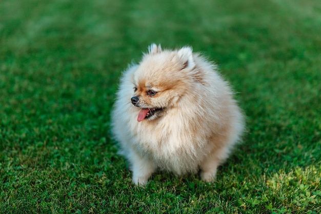 Lo Spitz di Pomerania si siede sul primo piano dell'erba