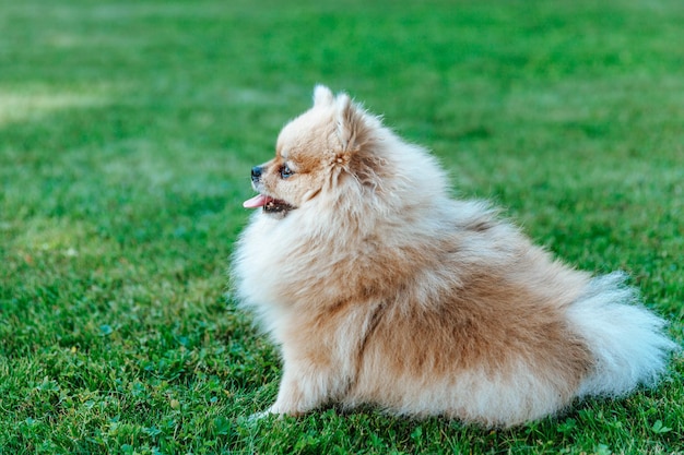 Lo Spitz di Pomerania si siede sul primo piano dell'erba