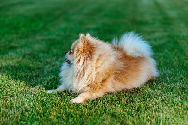 Lo Spitz di Pomerania si trova sul primo piano dell'erba