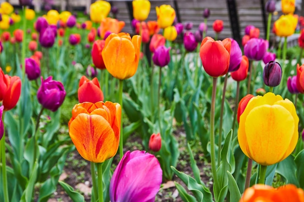 Lo splendidamente colorato giardino di tulipani primaverili da vicino