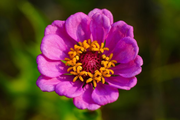 Lo splendore effimero di un fiore in piena fioritura