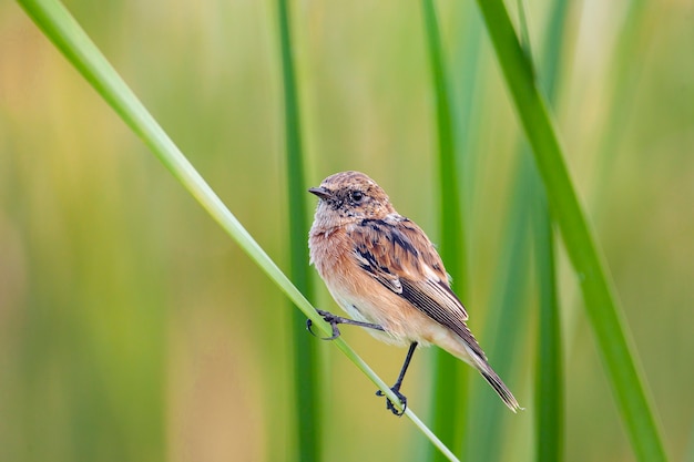 Lo staccino Saxicola rubetra è un piccolo passeriforme migratore