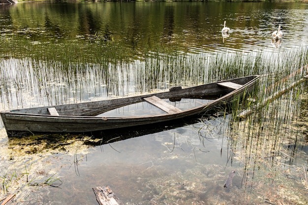 Lo stagno invaso con la vecchia barca di legno e cigni in acque calme