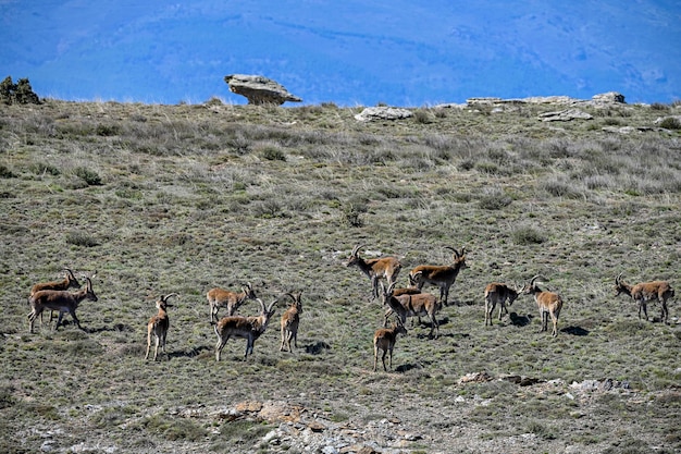 Lo stambecco iberico o stambecco è una delle specie di bovidi del genere Capra che esistono in Europa