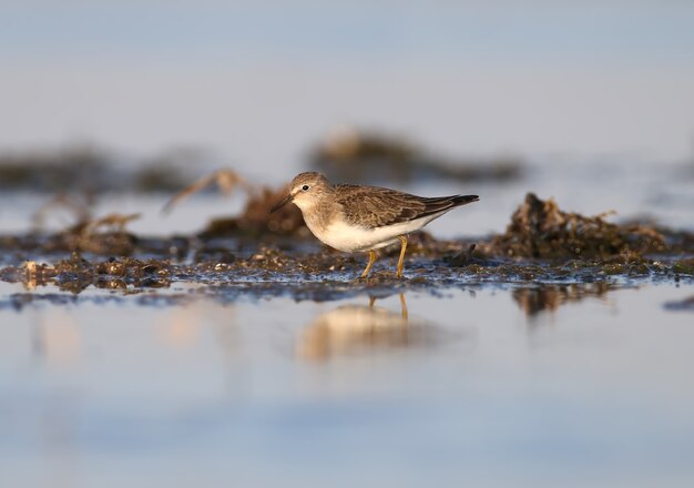 Lo stint di Temminck (Calidris temminckii) nel piumaggio invernale si trova su una riva con un riflesso d'acqua