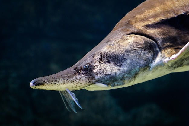 Lo storione nuota sott'acqua