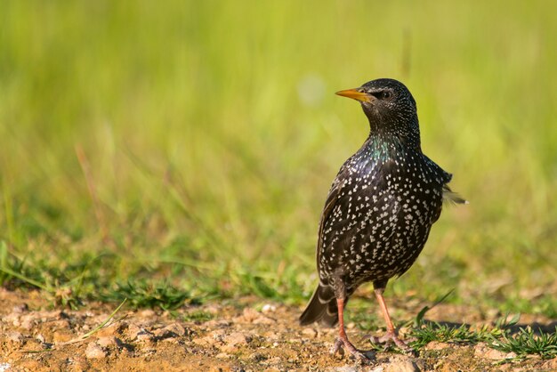 Lo storno comune (Sturnus vulgaris) sorge a terra su uno sfondo bellissimo