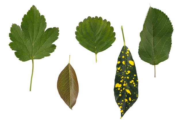 Lo strato piatto di foglie di varie piante è isolato su una superficie bianca