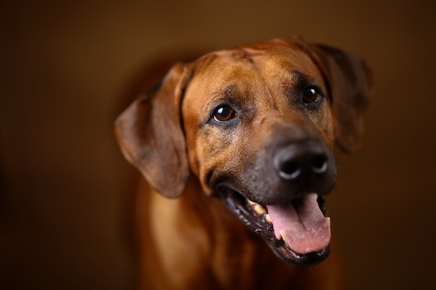 Lo studio ha sparato di un cane di Rhodesian Ridgeback su fondo marrone