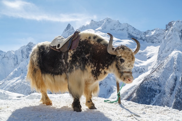 Lo yak bianco-nero si erge legato contro uno sfondo di montagne