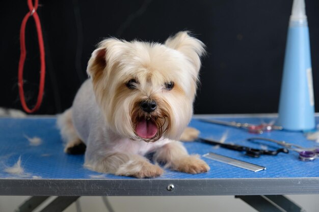 Lo Yorkshire terrier è sdraiato sul tavolo accanto a forbici e un pettine per la toelettatura